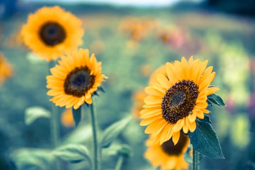 Beautiful yellow sunflowers on an agriculture field, summer time