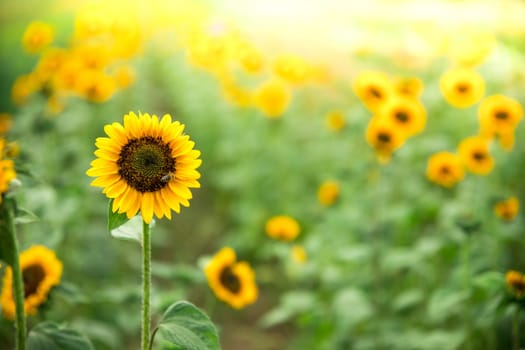 Beautiful yellow sunflowers on an agriculture field, summer time