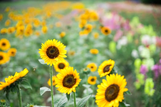 Beautiful yellow sunflowers on an agriculture field, summer time