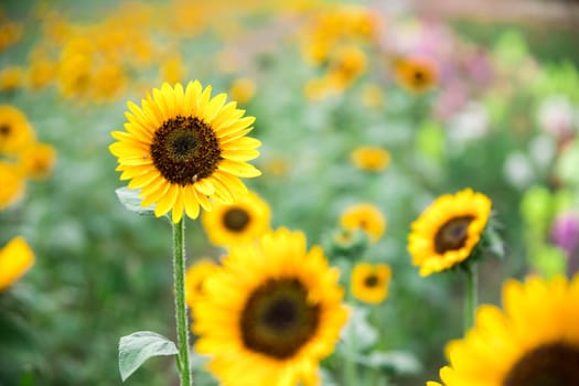 Beautiful yellow sunflowers on an agriculture field, summer time