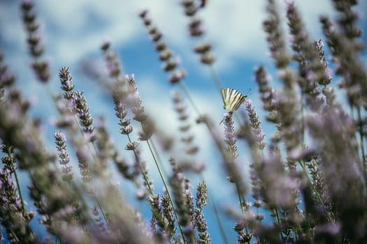 Butterfly on purple lavender blooms, France, post card