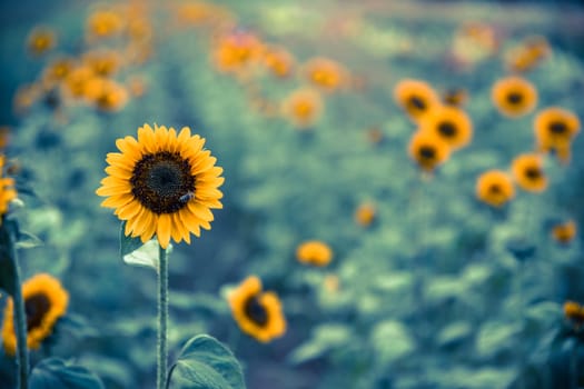 Beautiful yellow sunflowers on an agriculture field, summer time