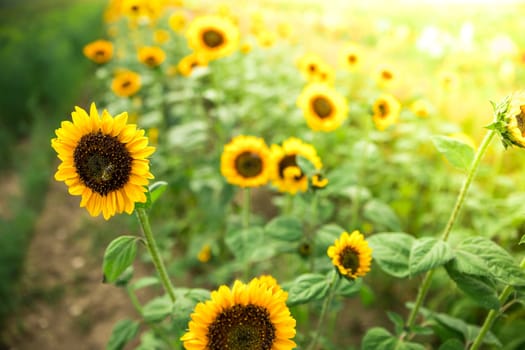 Beautiful yellow sunflowers on an agriculture field, summer time