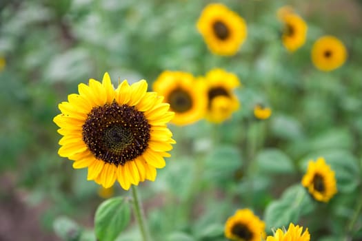 Beautiful yellow sunflowers on an agriculture field, summer time