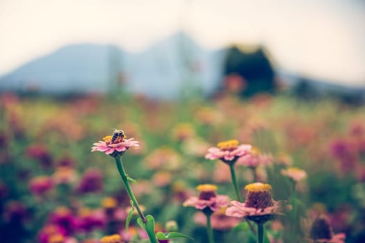 Colorful flowers on an agriculture field, summer time