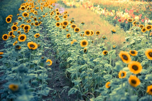 Field of blooming sunflowers, summer