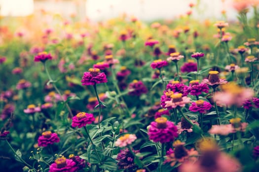 Colorful flowers on an agriculture field, summer time