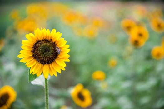 Beautiful yellow sunflowers on an agriculture field, summer time
