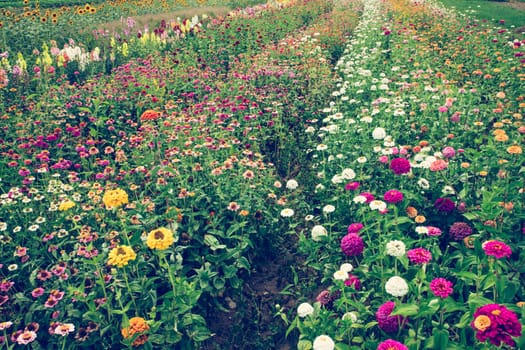Blooming flowers on a farm