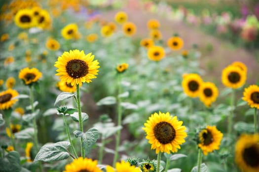 Beautiful yellow sunflowers on an agriculture field, summer time