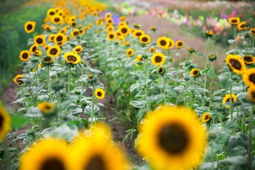 Beautiful yellow sunflowers on an agriculture field, summer time