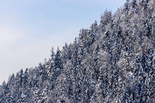 Snowy trees on the mountains, Austria