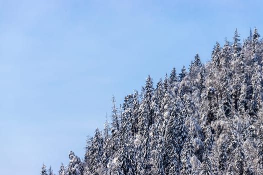 Snowy trees on the mountains, Austria