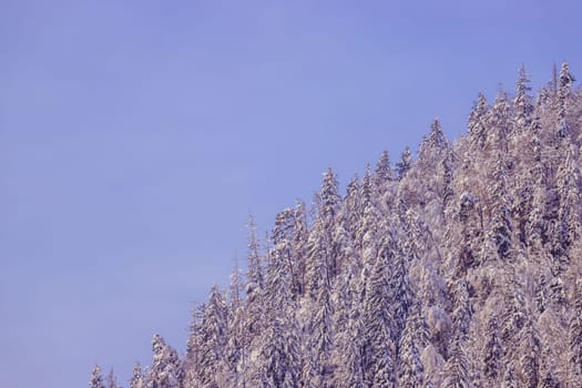 Snowy trees on the mountains, Austria