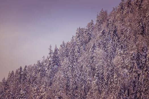Snowy trees on the mountains, Austria