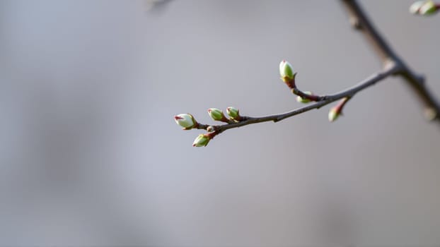 Buds on a tree in spring, blurred background. High quality photo