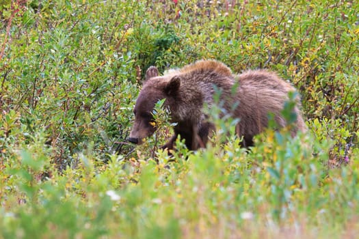 A grizzly bear walking through shrubs and grass.