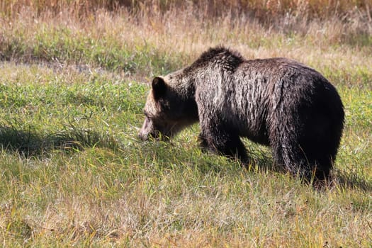 Back profile of a grizzly bear standing in grass.