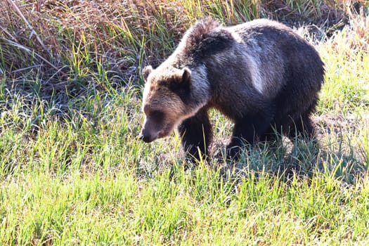 A muticolored grizzly walking through short grass.