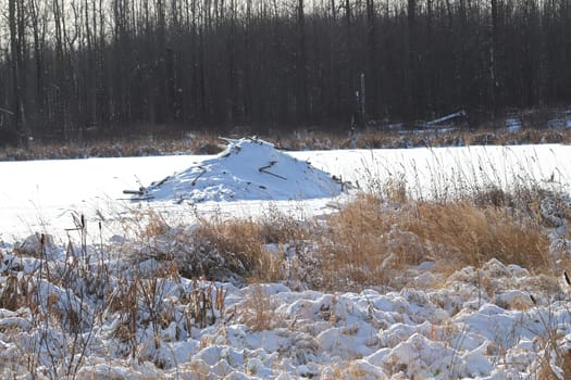 Beaver dams in ponds in the middle of winter.