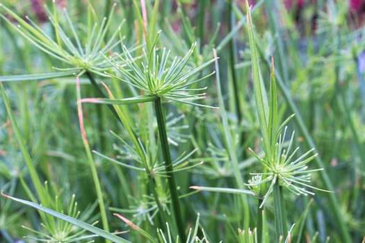 Closeup of cyperus papyrus or Nile Grass growing.