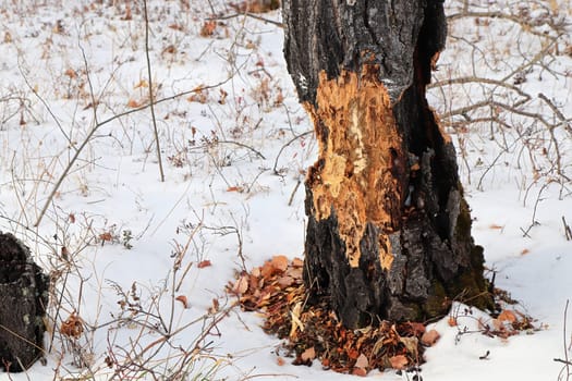 Closeup of a tree that has been chewed by a beaver in winter.