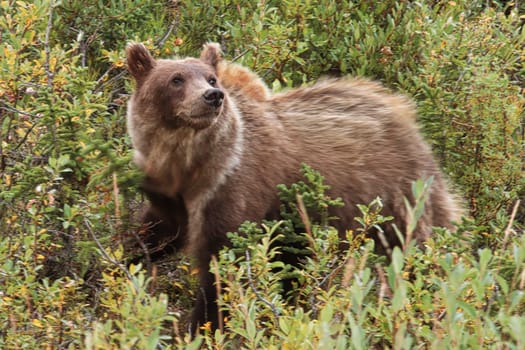 A grizzly bear stops to sniff the air.