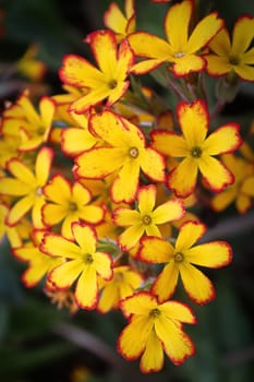 Closeup of Oakleaf Yellow Picotee flowers in bloom.