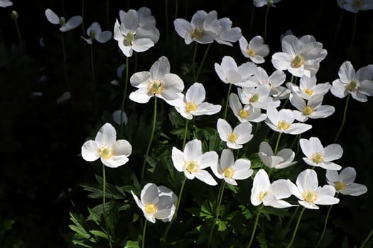 White poppies against a black background with sunlight.