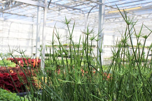 Closeup of Nile Grass seedlings in a greenhouse.
