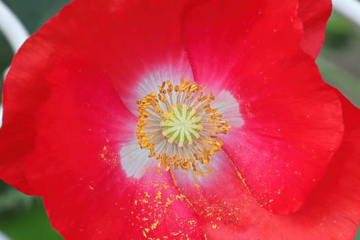 Macro of a red and white poppy center covered in pollen.