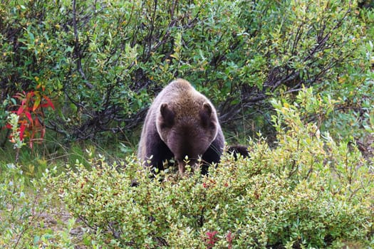 A grizzly bear sitting and eating berries off a bush.