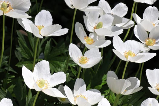 Closeup of white poppies with yellow centers.