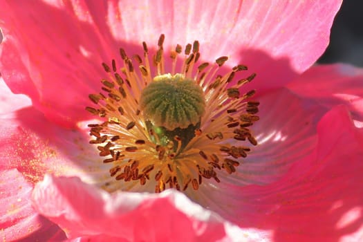 Macro of a pink poppy center in a shadow.