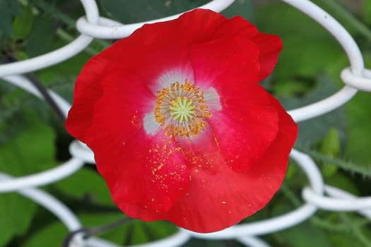 Closeup of a red and white poppy against a white chain fence.