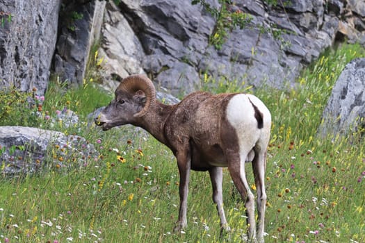 Closeup of bighorn sheep in a grassy meadow.