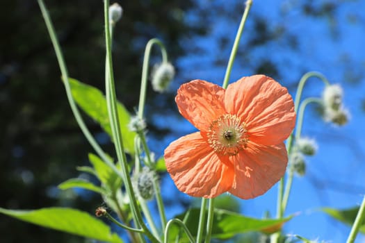 Closeup of a peach poppy against a blue sky.
