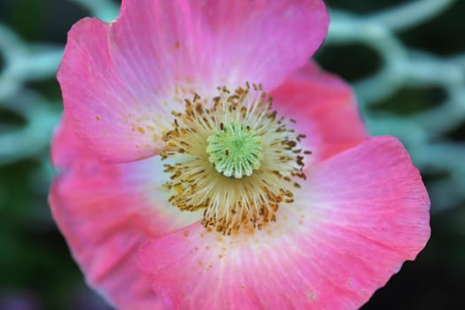 Closeup of a pink poppy against a white latice fence.