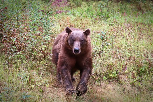 Grizzly Bear running straight towards the camera.