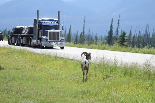 A bighorn sheep walks along a busy highway.