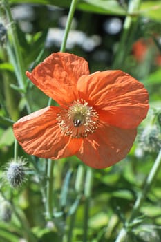 Vertical photo of a peach poppy growing between leaves.