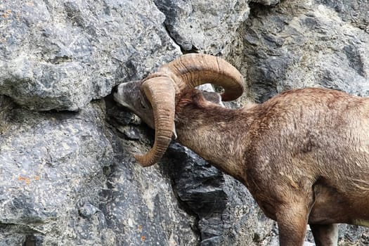 A bighorn sheep licks salt from a rock structure.