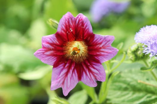 A pink and yellow Painted Tongue flower.