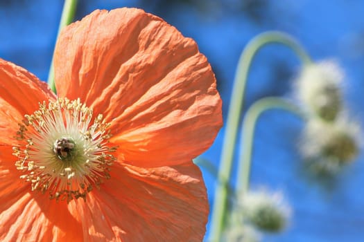 Macro of a peach poppy against a blue sky.
