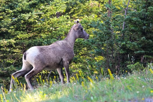 A bighorn sheep looks alertly into the forest.