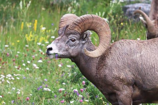 Closeup of bighorn sheep in a grassy meadow.