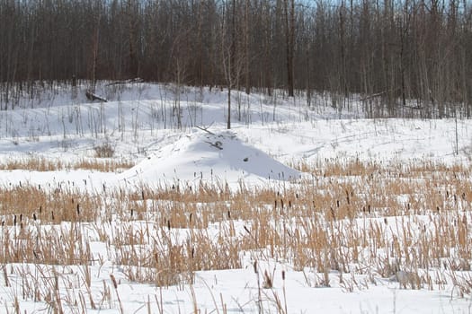 Beaver dams in ponds in the middle of winter.