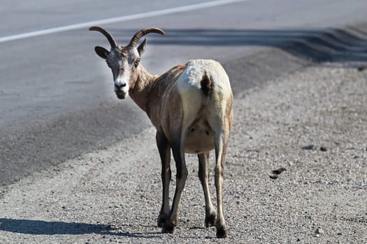 A bighorn sheep ewe stands along a paved highway.