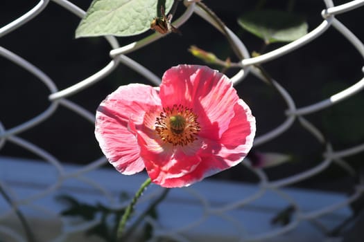 Closeup of a pink poppy against a white latice fence.