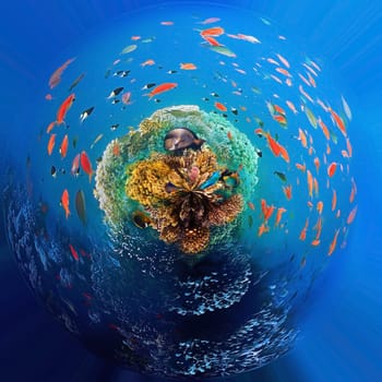 Underwater world. Coral reef and fishes in Red sea at Egypt